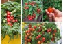 Cách trồng và chăm sóc cà chua bi cho xum xuê trái