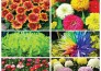 Cách trồng và chăm sóc hoa cúc tại nhà 