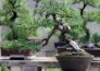 Hướng dẫn trồng và chăm sóc cây bàng Singapore