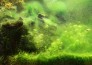 Cách xử lý hồ cá bị rêu xanh nào được sử dụng phổ biến hiện nay