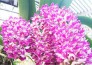 Các loại hoa lan đẹp – Hướng dẫn trồng và chăm sóc hoa lan đơn giản